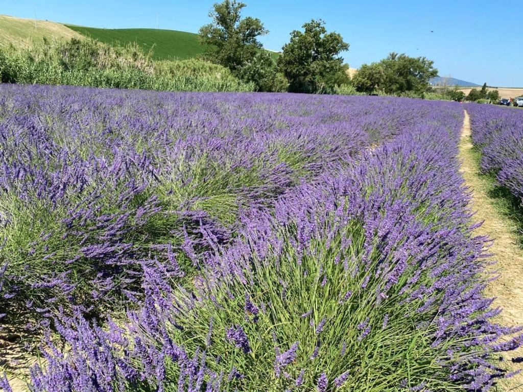 Podere Il Mulino Pieve di Santa Luce Экстерьер фото